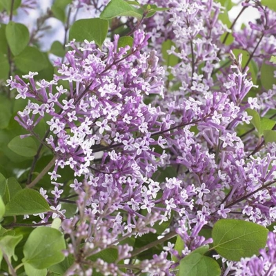 Orgován meyerov  - Syringa meyeri ´Palibin´ C2,5L