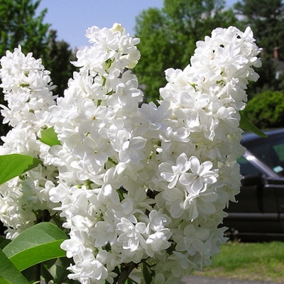 Orgován obyčajný - Syringa vulgaris 'Mme Lemoine'  Co12L km1/2