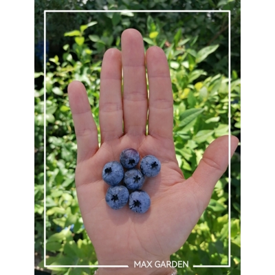 Čučoriedky - Vaccinium corymbosum ´Duke´ Co2,5L  30/40