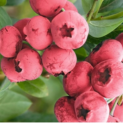Čučoriedka - Vaccinium corymbosum  ´Northland´ Co7,5L  40/60