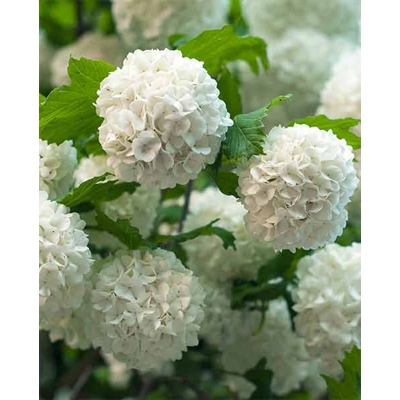 Kalina obyčajná - Viburnum opulus ´Roseum´ Co2,5L 20/30