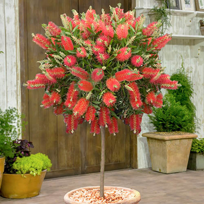 Tyčinkovec, krásnokvet - Callistemon Laevis  Co10L 1/2 kmeň