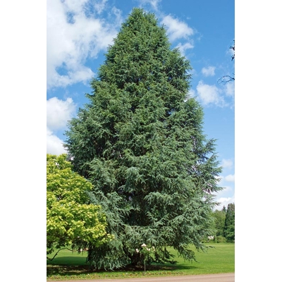 Céder atlaský - Cedrus atlantica 'GLAUCA' Co20L  100/125