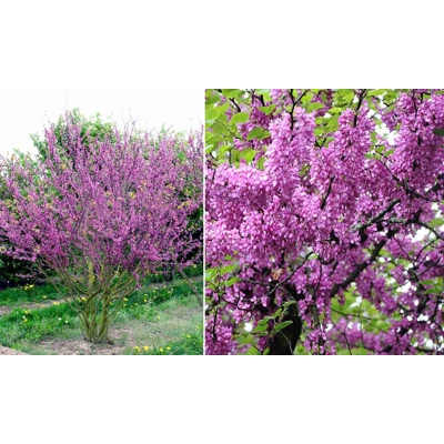 Judášovec strukovitý - Cercis siliquastrum  Co9L