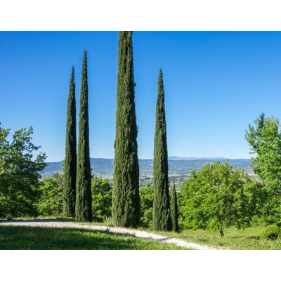 Cyprus vždyzelený - Cupressus sempervirens 'Totem' Co7/10L 80/100