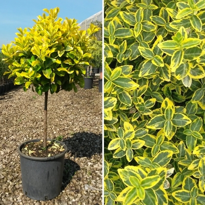 Bršlen - Euonymus japonicus ´Aurea´  Co7,5L  1/4 kmeň