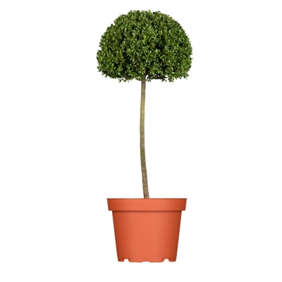 ILEX CRENATA ´KINME´   Co10L  1/2 kmeň