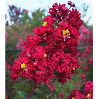 Myrta krepová červená - Lagerstroemia indica ´Durant Red´ Co3L 20/30