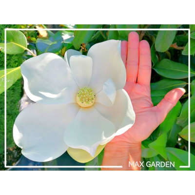 Magnólia veľkokvetá - Magnolia grandiflora ´Little Gem´ Co18L  80/100