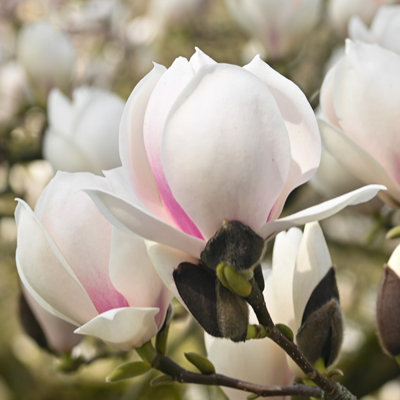 Magnólia veľkokvetá - Magnolia grandiflora ´Little Gem´ Co18L  80/100