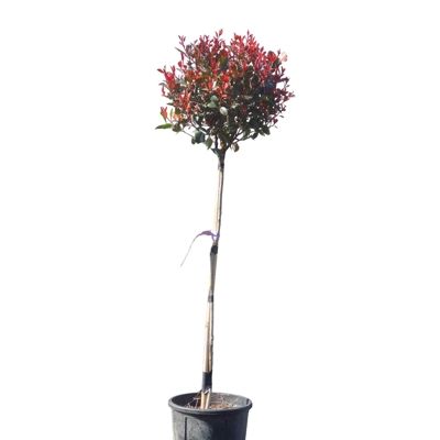 Červienka, Fotínia  - Photinia fraseri ´Robusta Compacta´ Co25L KM90  d40-50