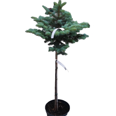 Smrek pichlavý - Picea pungens Glauca Globosa