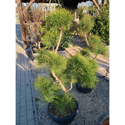 Pinus sylvestris Coupe