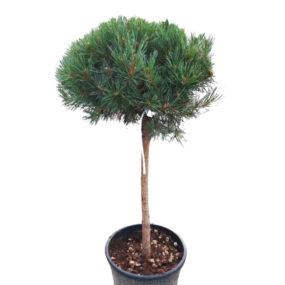 Pinus sylvestris Coupe