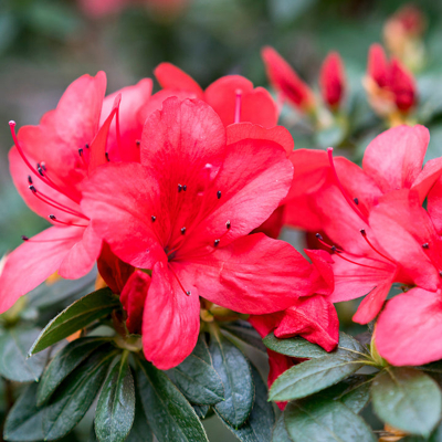 Azalka japonská - Azalea japonica 'SILVER SWORD' Co2.5L 20/30