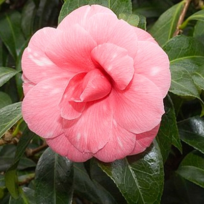 Kamélia Japonská  - Camellia japonica ´Lady Campbell´   30/40