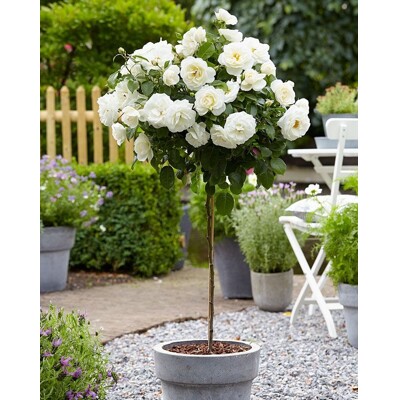 Ruža na kmienku ´biela s ružovým nádychom´ - na 80/90cm kmeni