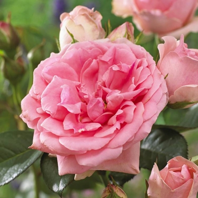 Ruža záhonová - Rosa floribunda ´Kimono´ - veľkokvetá ružová Co3L