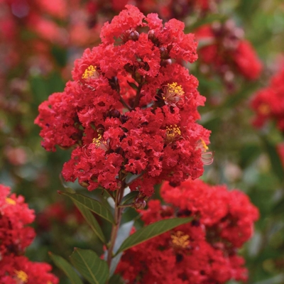 Myrta krepová červená - Lagerstroemia indica ´Dynamite´ Co10L 125/150