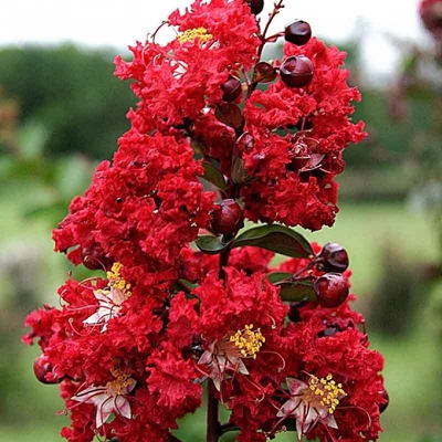 Myrta krepová červená - Lagerstroemia indica ´Dynamite´ Co3L 80/100