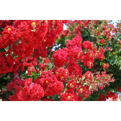 Myrta krepová červená - Lagerstroemia indica ´Dynamite´ Co10L