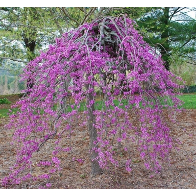 Judášovec kanadský - Cercis canadensis ´Ruby Falls´ Co15L 175/200