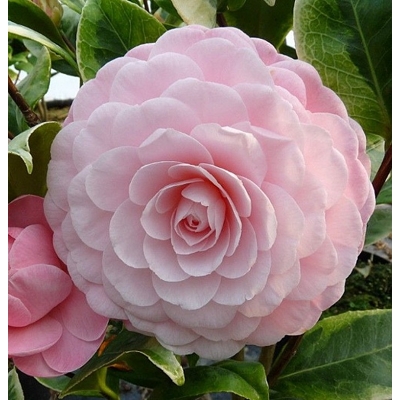 Kamélia Japonská  - Camellia japonica 'Mary Williams' Co2.5L 30/40