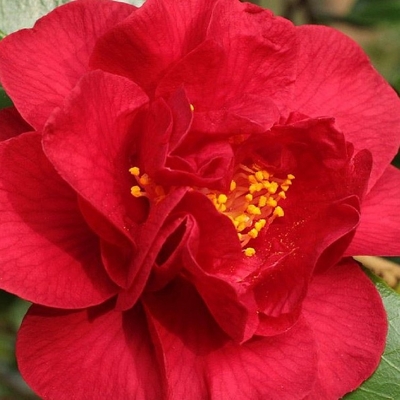 Kamélia Japonská  - Camellia japonica 'Mary Williams' Co2.5L 30/40