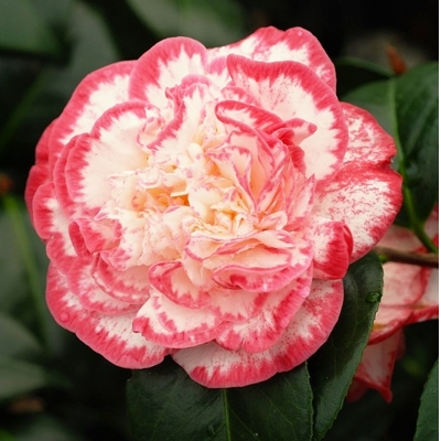 Kamélia Japonská  - Camellia japonica 'Mary Williams' Co2.5L 30/40