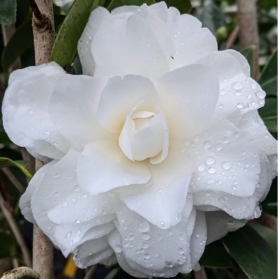 Kamélia Japonská  - Camellia japonica 'Mary Williams' Co2.5L 30/40