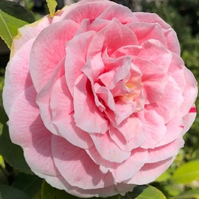 Kamélia Japonská  - Camellia japonica 'Mary Williams' Co2.5L 30/40