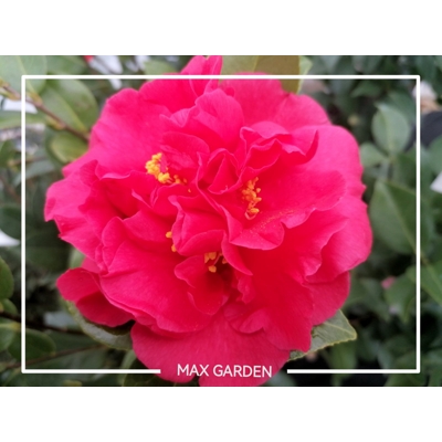 Kamélia Japonská  - Camellia japonica 'Black Lace'   Co35/50L