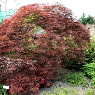 Javor dlaňolistý - Acer palmatum ´Tamukeyama´