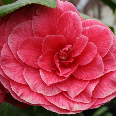 Kamélia Japonská  - Camellia japonica 'Mary Williams' Co2.5L 30/40