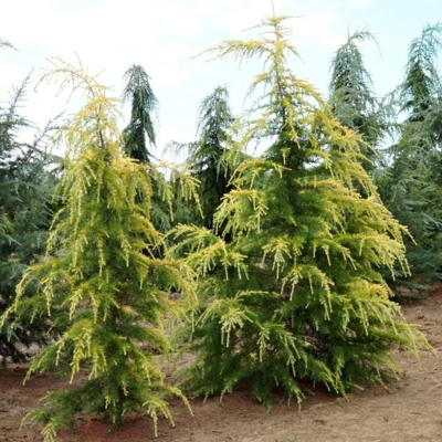 Céder himalájsky Aurea - Cedrus deodara 'AUREA' Co25L 175/200