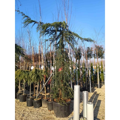 Céder himalájsky 'Pendula' - Cedrus deodara 'Pendula'  Co30L  200/250