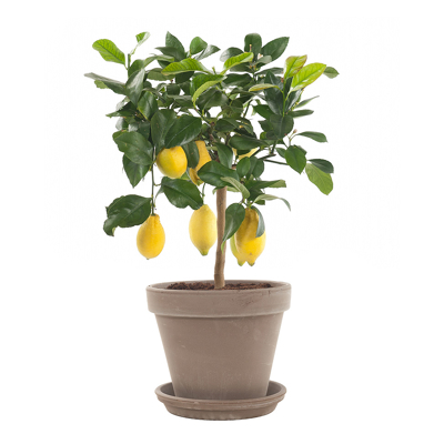 Citrónovník - CITRUS X LIMON  Co5L  1/4 kmeň