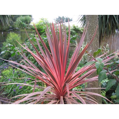 CORDYLINE AUSTRALIS ´RED STAR´   Co7-10L