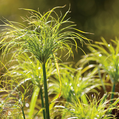 Cyperus papyrus ´Percamenthus´ P15 40/50