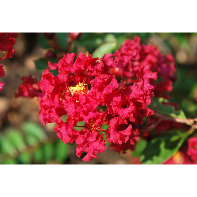 Myrta krepová červená - Lagerstroemia indica ´Durant Red´ Co3L 20/30