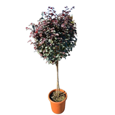 Loropetalum chinensis ´Fire Dance´ Co10L 1/2 kmeň