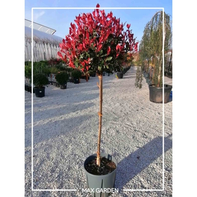 Červienka  - Photinia fraseri Nana Co12L  1/2 kmeň