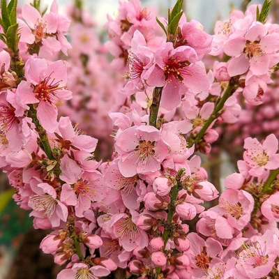 Broskyňa zakrslá - Prunus persica ´Amber´ - na 30/40cm kmeni