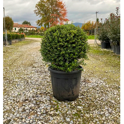 ILEX CRENATA ´Convexa´   Co2L   40cm