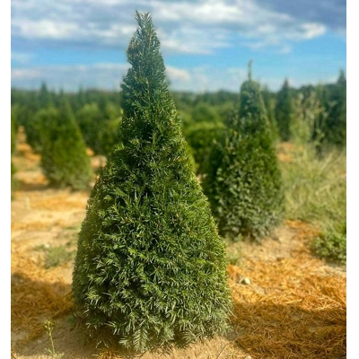 Tis obyčajný - Taxus baccata