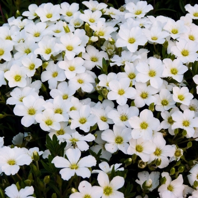 Arabis caucasica ´Little Treasure White´ Co10,5