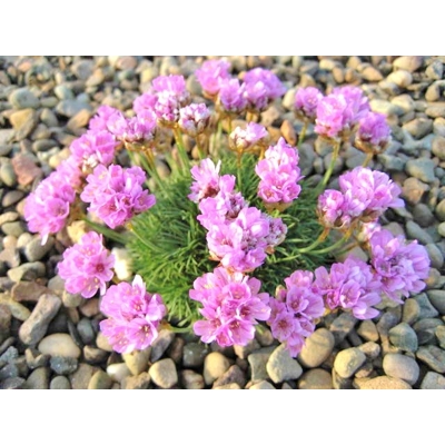 Armeria juniperifolia