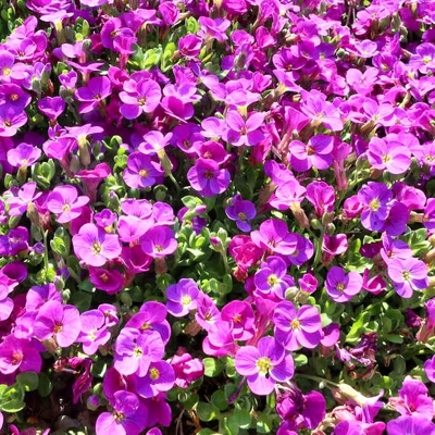 Aubrieta 'Axcent Violet with Eye'