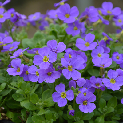 Aubrieta hybrida 'Audrey Light Blue'