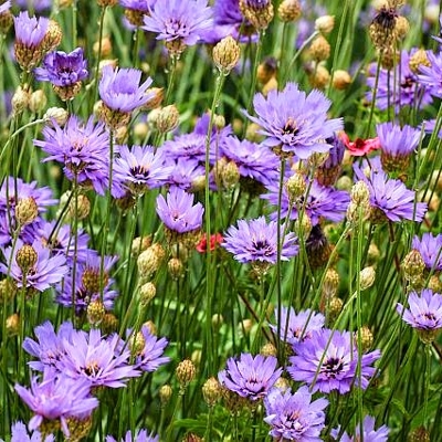 Catananche caerulea